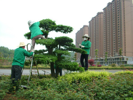 市政道路景觀綠化養護