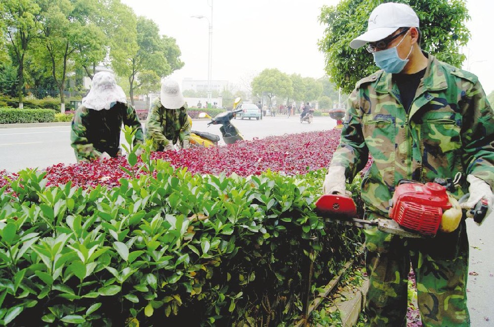 上海景觀植物養護修剪